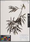 Foto von Salix eleagnos Scop.